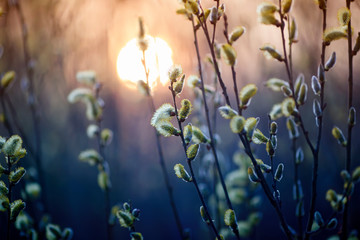 willow branches with fluffy yellow buds blossomed in spring warm day on the background of sunset