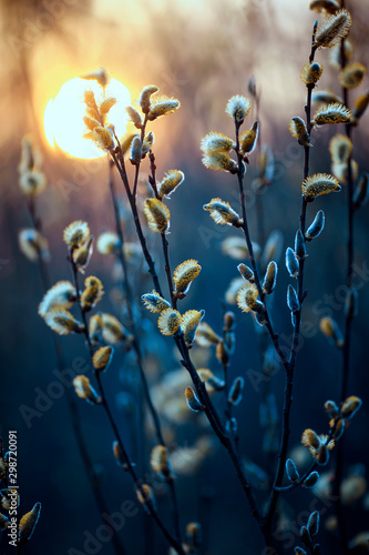 Foto-Schiebegardine mit Schienensystem - willow branches with fluffy yellow buds blossomed in spring warm day on the background of sunset (von nataba)