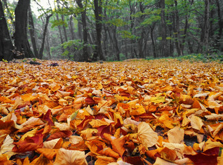 Canvas Print - autumn leaves in beautiful fall park