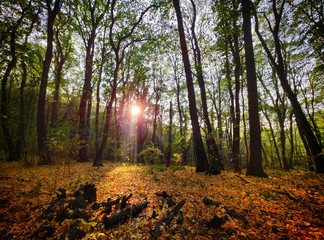 Poster - Autumn dark forest and sun