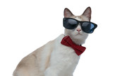 Fototapeta Zwierzęta - metis cat with red bowtie sitting and looking through sunglasses