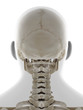 3d rendered medically accurate illustration of the posterior