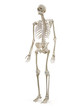 © Sebastian Kaulitzki - 3d rendered medically accurate illustration of the human skeleton