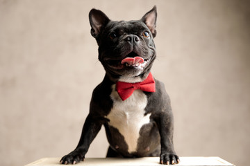 Wall Mural - french bulldog wearing red bowtie standing and looking away