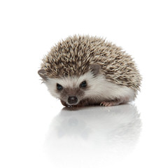 Wall Mural - curious hedgehog sniffing and sitting on white background