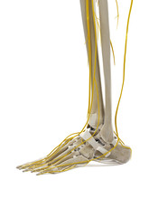 3d Rendered Medically Accurate Illustration Of The Nerves Of The Foot