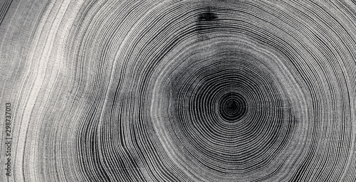 Fotomural Old wooden tree cut surface