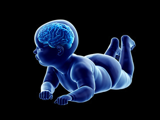 3d rendered medically accurate illustration of the brain of a baby