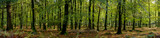 Fototapeta Na ścianę - Autumn in the new forest wood, Hampshire .