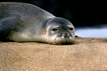eyed by a monk seal