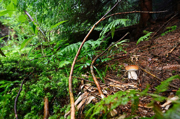 Poster - Boletus edulis - edible boletus growing in pine needles in the forest.