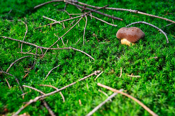 Poster - Imleria badia - edible boletus growing in green moss in forest.