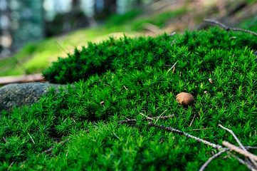 Poster - Imleria badia - edible boletus growing in green moss in forest.