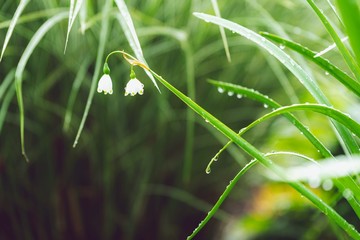 two white flowers in the morning