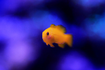 Poster - Yellow Coralgoby - Gobiodon okinawae