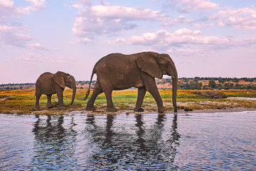 Wall Mural - Mother elephant and her baby walking.