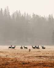 Deer In Yosemite During Wildfire