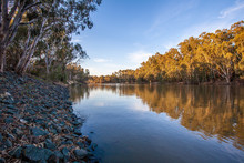 Murray River Flowing Among Natvie Australian Bush At Sunset