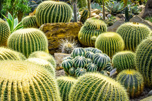 Desert Hedgehog Cactuses Large And Small