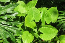 Alocasia Leaves In The Garden