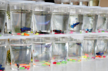 The colorful fighting fish is individually separated in different small plastic containers to prevent it from fighting. Ready to sell to buyer.