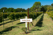 Petite Sirah Grapes Growing In Fredericksburg Texas Vineyard