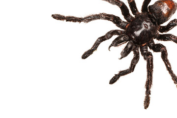 Wall Mural - creepy hairy tarantula with large fangs isolated on white