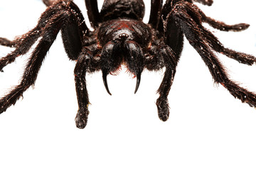Wall Mural - creepy hairy tarantula with large fangs isolated on white