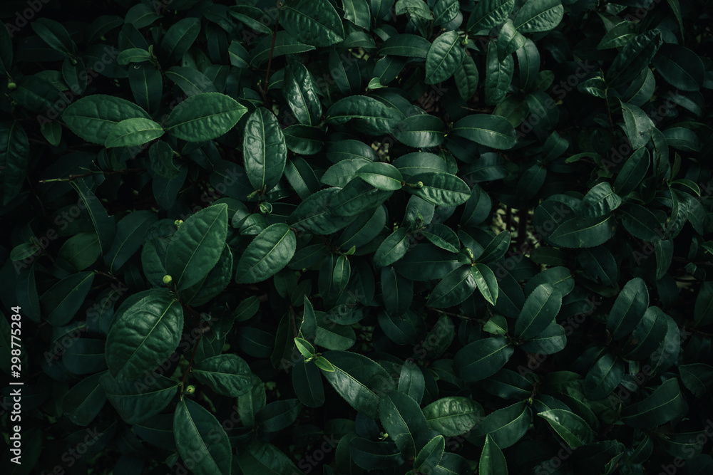 Foliage - Dark Green Foliage - Dark Green