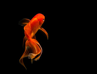 Wall Mural - goldfish isolated on a dark black background