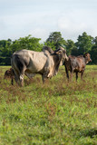 Fototapeta Konie - Young and adult oxen in a tropical climate farm in Colombia.