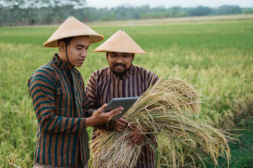 Wall Mural - two traditional farmer using tablet with smart technology farming in the field