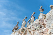 Pelicans on the Ballestas Islands (National Reserve Paracas, Peru)