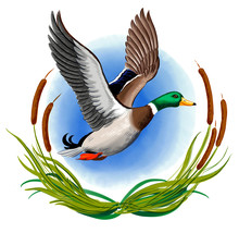 Flying Mallard Duck. Digital Illustration