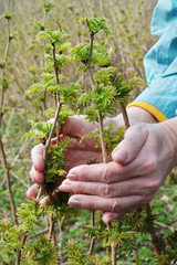 Wall Mural - an elderly woman gently hold in hand a first spring green leaves on forest bush
