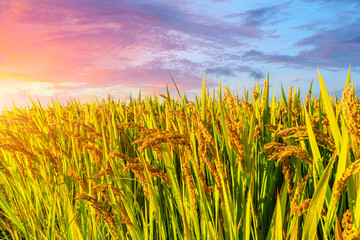 Ripe rice and beautiful sky at sunset