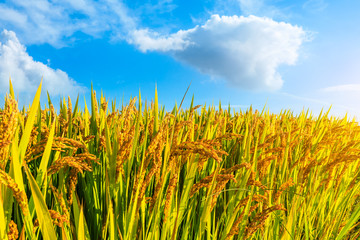 Ripe rice and beautiful sky in daylight