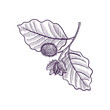 vector drawing branch of beech tree
