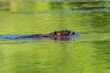 The Eurasian beaver on the Drava River