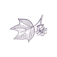 vector drawing branch of tulip tree