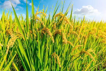 Ripe rice and beautiful sky in daylight