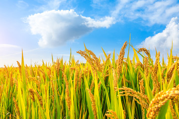 Ripe rice and beautiful sky in daylight