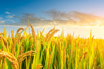 Canvas Print - Ripe rice and beautiful sky at sunset