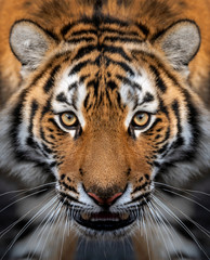 Wall Mural - Close up view portrait of a Siberian tiger