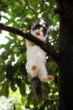 Beautiful Little Cat Stuck In A Tree In The Garden