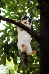 Beautiful little cat stuck in a tree in the garden