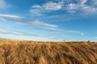 © byrdyak - Tall dry grass sway in the wind on sky background