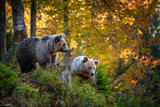 Fototapeta Fototapety ze zwierzętami  - Brown bear in autumn forest