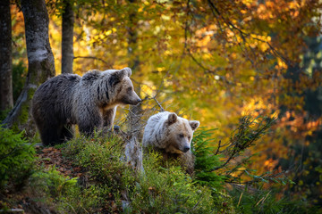 brown bear in autumn forest