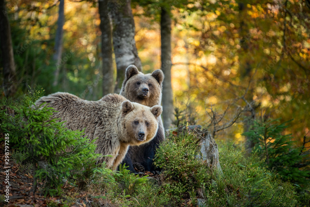 Brown bear in autumn forest - obrazy, fototapety, plakaty 